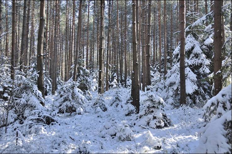 10Winter03.jpg