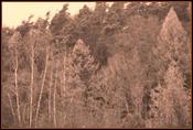 WaldTN.jpg